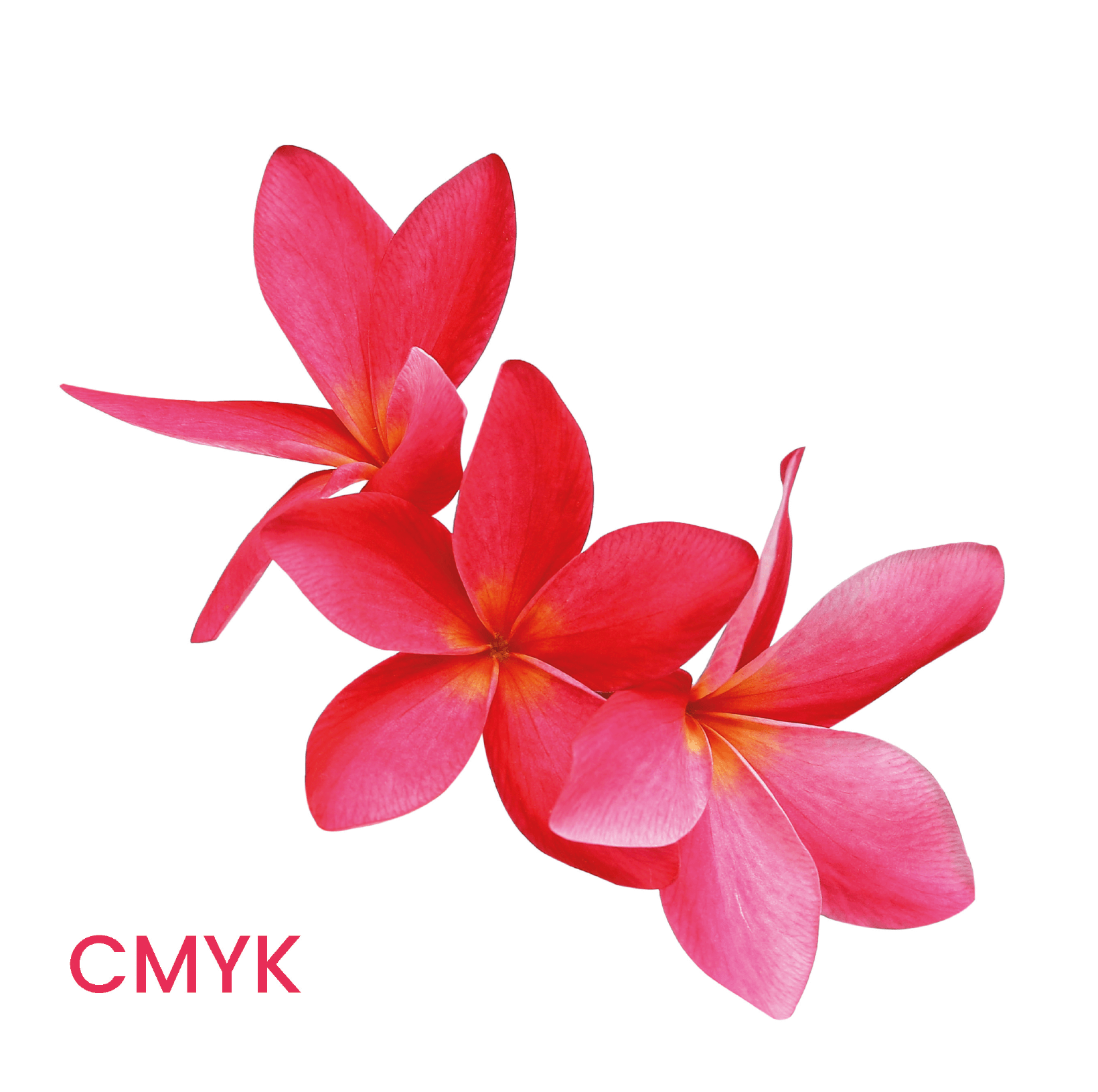 Flower CMYK